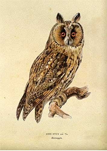 INK Inc. Owl Bird Art ART PRINTS - Set de 9 5x7 - neframed