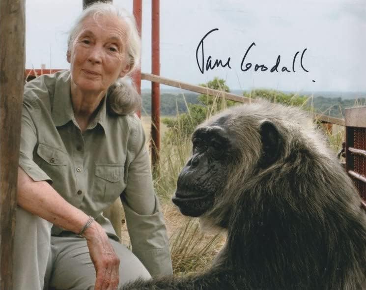 Jane Goodall a semnat 8x10 fotografie