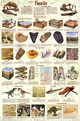 Introducere laminată în fosile Paleontologie Diagrama științei educaționale Afis laminat 24 x 36in