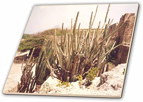 Imaginea 3dRose a plantelor de desert care cresc pe insula exotică Aruba-Dale