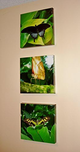 Orhidee de aur strălucitoare - tipărit de artă foto înfășurat 12 x12